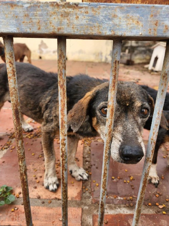 Pol Cia Civil Resgata Quatro C Es Abandonados Em Resid Ncia Na Capital