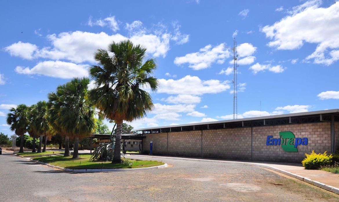 Sem terra ocupam fazenda pertencente à Embrapa Semiárido Mato Grosso