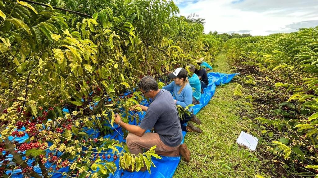 Primeira Colheita De Caf Robustas Amaz Nicos Realizada Nos Campos Da