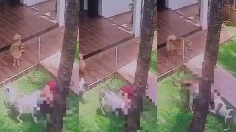 Pitbull Ataca A Pr Pria Dona Que Acaba Perdendo Uma Orelha Mato