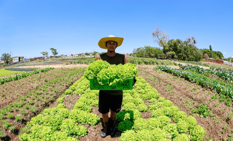 Brasil atinge menor taxa de desemprego da história e renda do trabalhador do campo aumenta