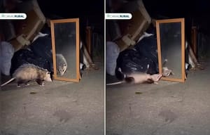 Gambá “finge de morto” ao se deparar com próprio reflexo em espelho; VEJA O VÍDEO