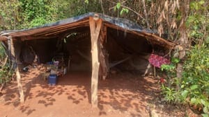 Mais de 600 trabalhadores são resgatados de condições análogas à escravidão em Mato Grosso