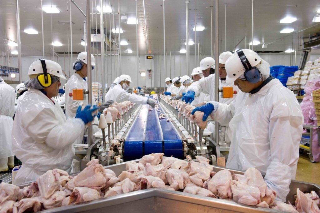 Exportação De Carne De Frango Atinge Em Seis Dias úteis 40% Do Total Da ...