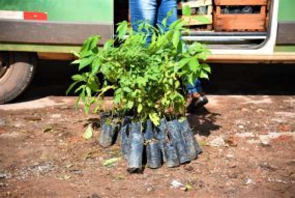 Sugestão De Pauta Parque Da Nascente Recebe O Plantio De Mais De 100 Mudas De árvores Mato 6300